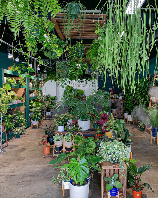 Plantoem